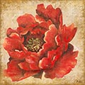 Image Not Available